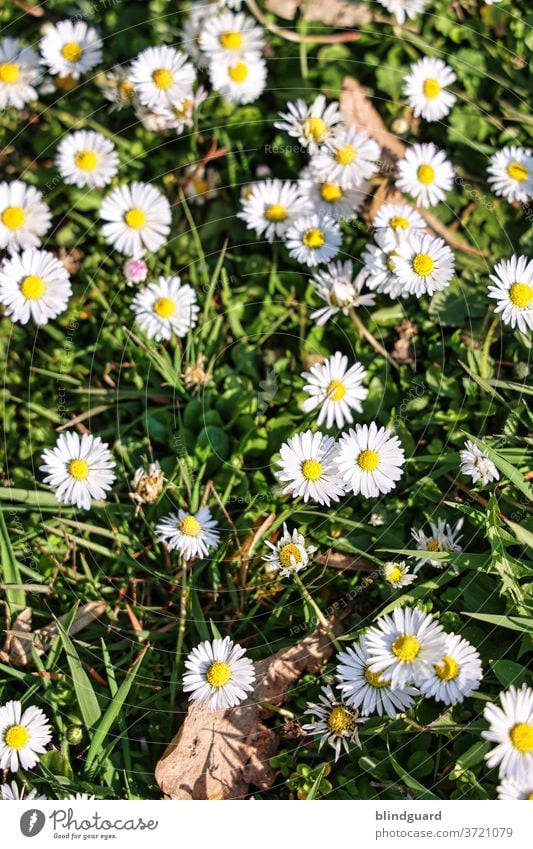 Gänseblümchen im Sonnenschein Sommer Blumen Blüten Rasen Gras grün Wachstum Flora weiß gelb natürlich Wiese Natur Garten Außenaufnahme Farbfoto Blühend