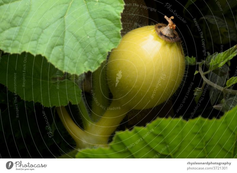 Junger Kürbis wächst zwischen großen grünen Blättern auf einem dunklen Hintergrund. Squash Gemüse Garten Zuteilung jung wachsend Pflanze Lebensmittel belaubt