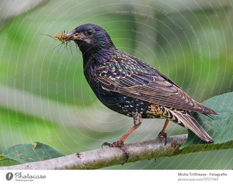 Star mit Insekten im Schnabel Sturnus vulgaris Vogel Tiergesicht Auge Flügel Feder Krallen Futter Fressen Fliegen Nachwuchs Baum Wildtier Natur Zweige u. Äste