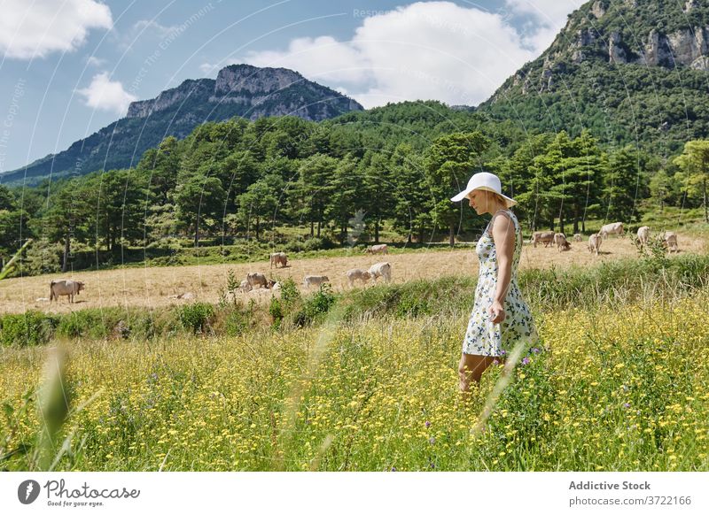 Ruhige Frau im Feld im Sommer Wiese Berge u. Gebirge Tal sorgenfrei Gelassenheit Kuh Weide Hochland Kleid Hut Gras friedlich grün Natur Freiheit ruhig Hügel