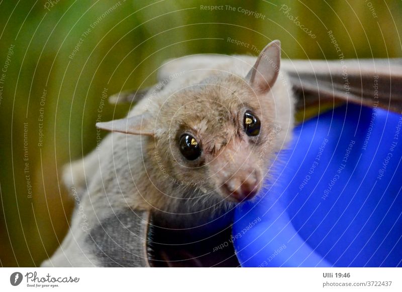 Neugierige Fledermaus. Flugtier flugtauglich kulleraugen neugierig hungrig Tier Farbfoto Wildtier Außenaufnahme Tierporträt niedlich Tiergesicht Nahaufnahme