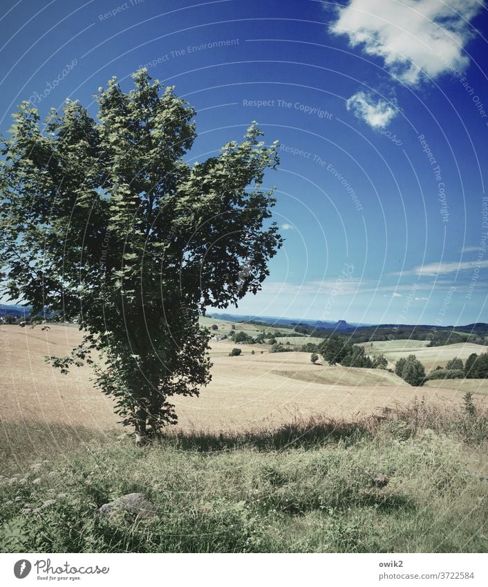 Standpunkt Baum Sächsische Schweiz Elbsandsteingebirge Ostdeutschland friedlich Horizont Panorama (Aussicht) Umwelt Berge u. Gebirge Freiheit Schönes Wetter