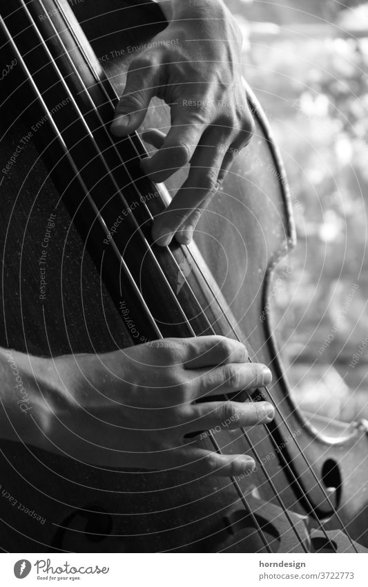 Kontrabass Spielen, zupfen Pizzicato Zupfen Jazz Musiker Musikinstrument Jazzmusik Klassik musizieren Klang Schwarz-Weiß-Fotografie Detailaufnahme Bass Saite