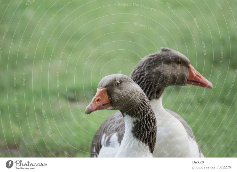 Eiszeit in der Beziehungskiste Bioprodukte Freilandhaltung Landwirtschaft Forstwirtschaft Gras Garten Wiese Nutztier Vogel Geflügel Gans Hausgans Graugans 2