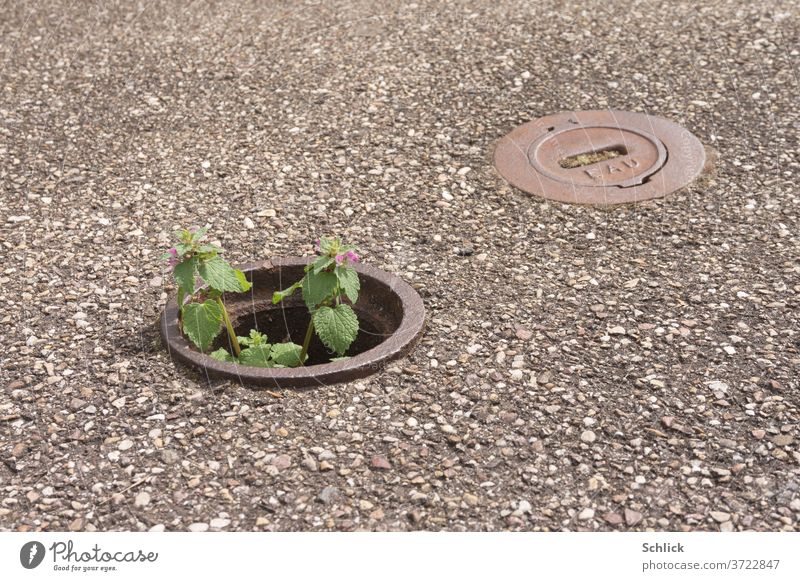 Wasser spendet Leben Wildblume wächst aus Schieberkasten Lebensspender Blume Asphalt wachsen Pionierpflanze Überleben Überlebenskampf Überlebenskünstler Eisen