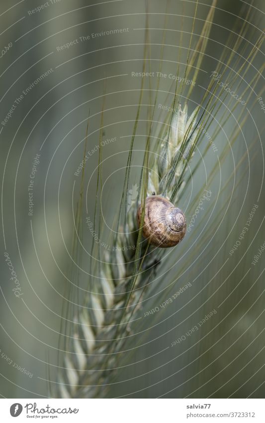 an einer Roggenähre festgeklebtes Schneckenhaus Natur Getreideähre Weinbergschnecken Schutz ruhen Formen und Strukturen Strukturen & Formen Spirale