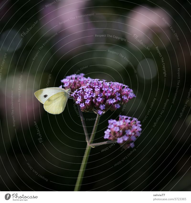 Lieblingsblume Natur Blüte Schmetterling Kohlweißling Verbene Verbena bonariensis Pflanze Blume Nahaufnahme Sommer Insekt Tier Garten Hintergrund neutral Duft