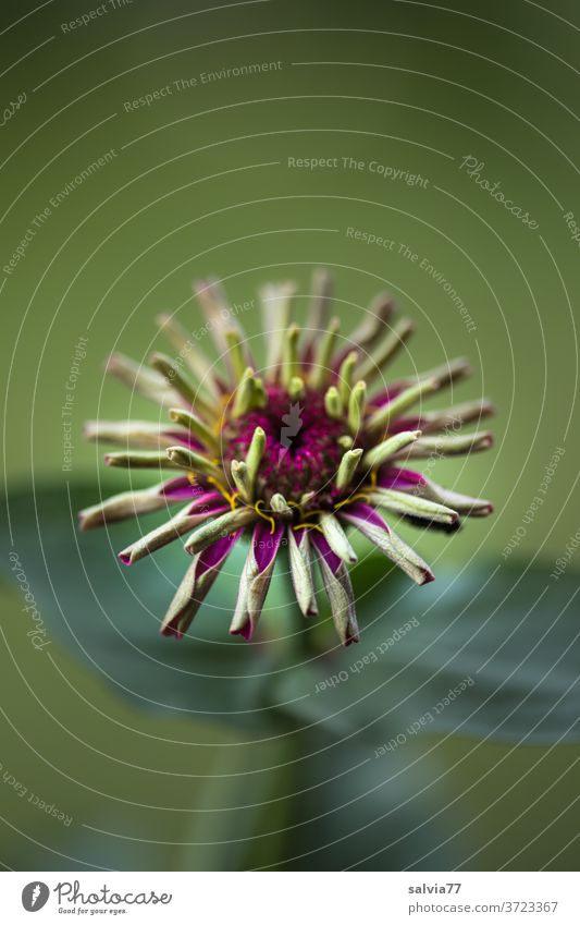 faszinierende Entfaltung Zinnie Blume Blütenknospen Natur Pflanze Nahaufnahme bizarr Sommer Garten Zinnia aufgerollt Formen und Strukturen Blütenblatt grün