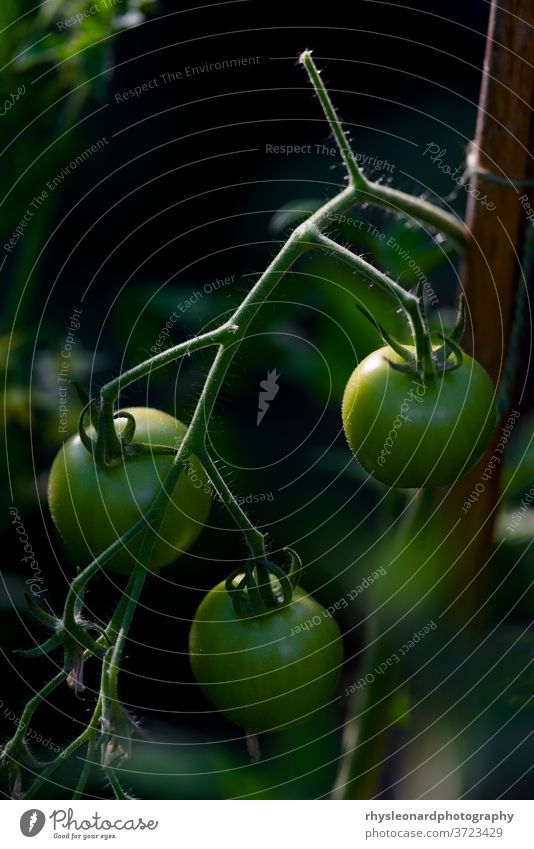 Vertikales Bild von 3 grünen Kirschtomaten. Starkes Seiten- und Gegenlicht. Tomaten drei vertikal Hintergrund dunkel Rücken Licht Felgenleuchte goldene Stunde