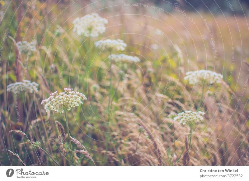 Wilde Möhre auf einer Wiese mit trockenen Gräsern. Verschwommener Hintergrund, man kann einen Wald erahnen Blüte Blütendolde Doldenblüte Doldenblütler Pflanze