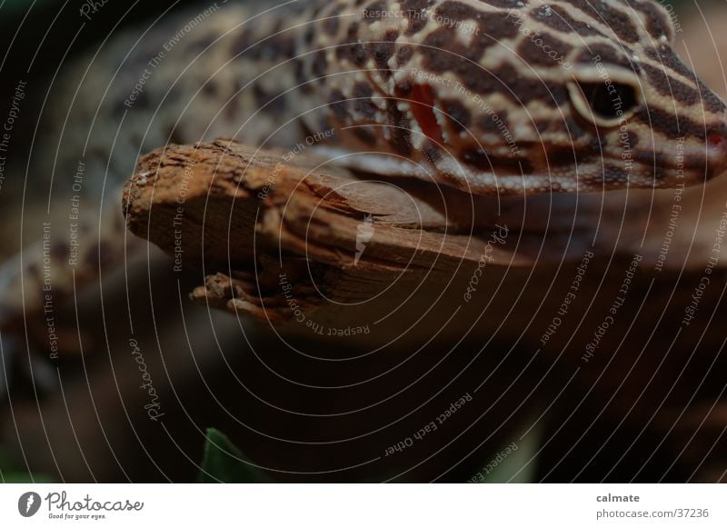 .:Leopardengekko:. #2 Reptil Echsen Baumstamm Gekko Terarium Ast