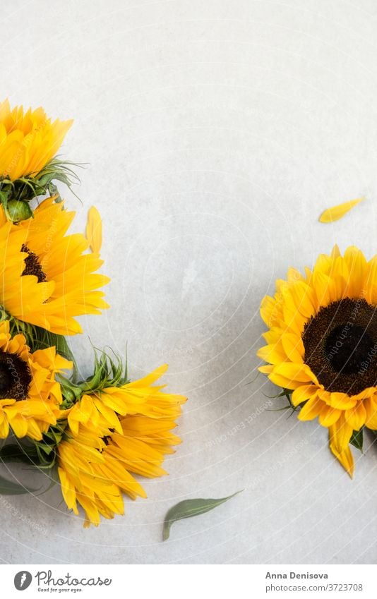 Gelber Sonnenblumenstrauss auf grauem Hintergrund, Herbstkonzept Blumenstrauß August fallen Haufen Holz hölzern Tisch gelb Raum Natur weiß rustikal natürlich