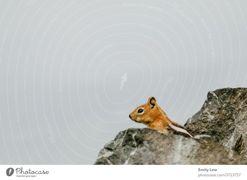 Erdhörnchen in den Felsen von Tahoe Eichhörnchen Streifenhörnchen Tierwelt Lake Tahoe Nordkalifornien Talkum montieren Steine wandern Abenteuer niedlich