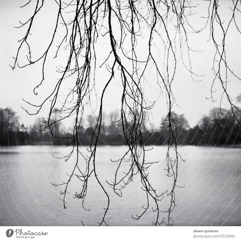 lange baumelnde Baumzweige vor ruhigem, heiterem Wasser, Himmel, Baumlinienhorizont im Hintergrund Natur Naturliebe Naturerlebnis Umwelt Landschaft