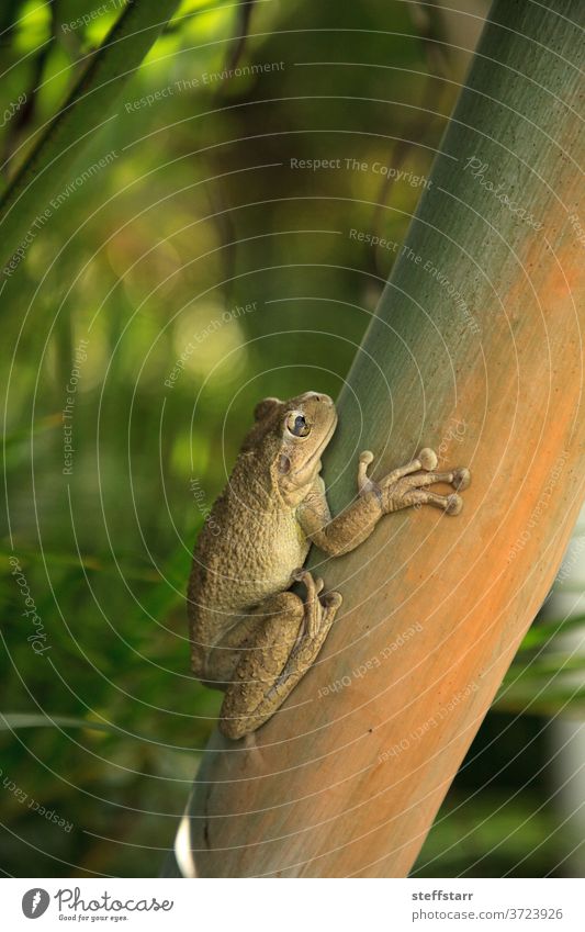 Kubanischer Laubfrosch Osteopilus septentrionalis hängt an einer Areca-Palme invasive Arten Amphibie Herp Tier Natur Frosch grüner Frosch