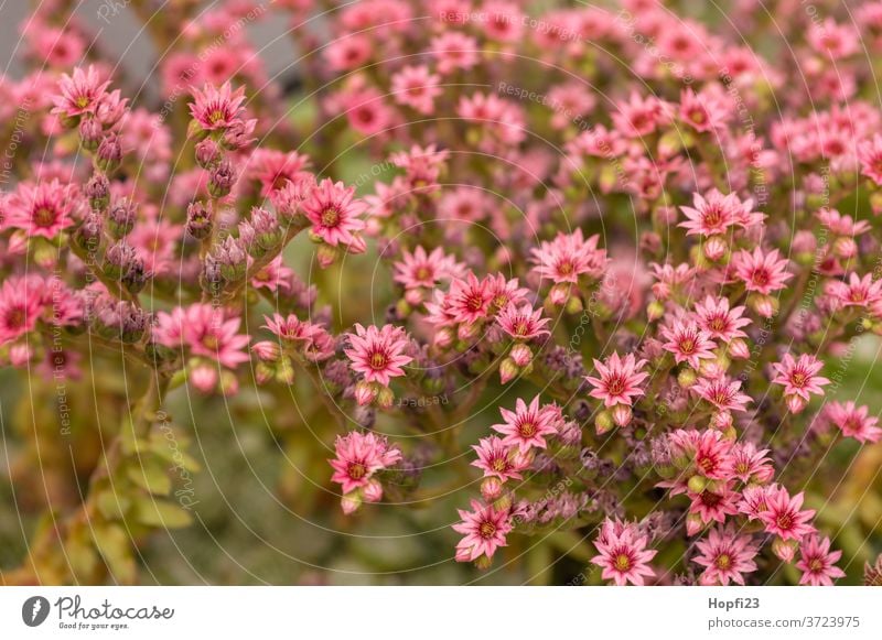 Hauswurz Blüten Hauswurzpflanzen Sukkulenten Pflanze Farbfoto grün Natur Nahaufnahme Dekoration & Verzierung Detailaufnahme schön Botanik Garten natürlich