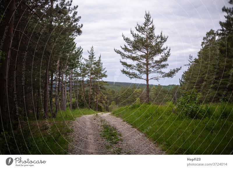 Kiefern Wald baum Sommer sonne Sonnenschein grün Himmel blau Wolkenloser Himmel groß alt Natur Baum Außenaufnahme Landschaft Farbfoto Menschenleer Tag Pflanze