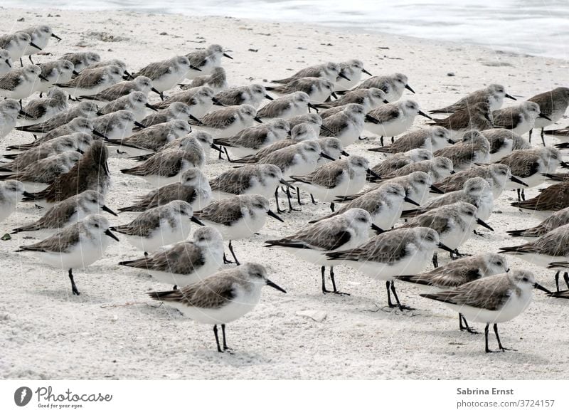 Möwengruppe am Strand des Lover's Key State Park, Florida Air Tier Hintergrund Schnabel schön Vogel Vögel blau hell Küste Küstenlinie Feder Flug Fliege frei