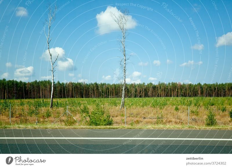 Zwei Birken an der Autobahn straße autobahn verkehr reise tourismus individualverkehr seitenstreifen landschaft wald feld landwirtschaft baum birke strommast