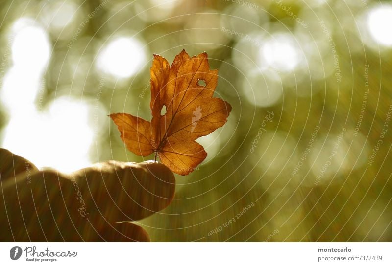 Entgegen Umwelt Natur Pflanze Sonne Schönes Wetter Blatt Grünpflanze Wildpflanze alt dünn authentisch einfach klein natürlich trocken Wärme braun grün Farbfoto