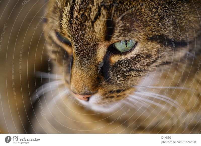 Katzenporträt Katzenauge Tierporträt Haustier Hauskatze Säugetier Fell Schnurrhaar Tiergesicht Katzenkopf niedlich Blick Neugier schön beobachten Farbfoto