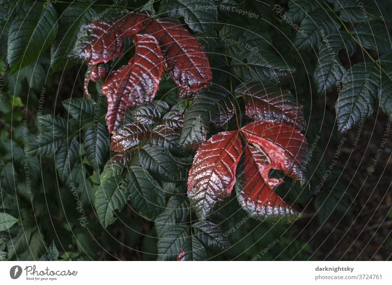 Silber und rot gefärbte grüne Blätter als minimalistisch Landart Öandart farbe lack lackierte Natur Blatt Detail Nahaufnahme Herbst natürlich Hintergrund frisch