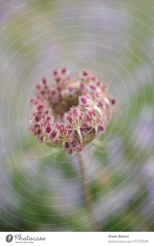 Wunderschöne Wilde Möhre im Macromodus Wildpflanze Außenaufnahme Natur Farbfoto Nahaufnahme Pflanze Blühend Blüte Schwache Tiefenschärfe