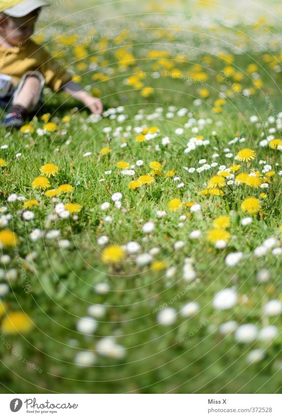 Blumenwiese Spielen Mensch Kind Kleinkind 1 1-3 Jahre 3-8 Jahre Kindheit Frühling Sommer Blüte Wiese sitzen niedlich Freude Zufriedenheit Löwenzahn Wiesenblume