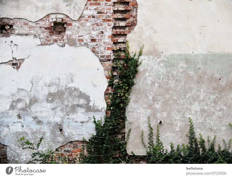 Das Gesicht des Bären an der Wand lost place alt kaputt Verfall Vergänglichkeit Vergangenheit Ruine Mauer Gebäude Haus Fassade Wandel & Veränderung Bauwerk