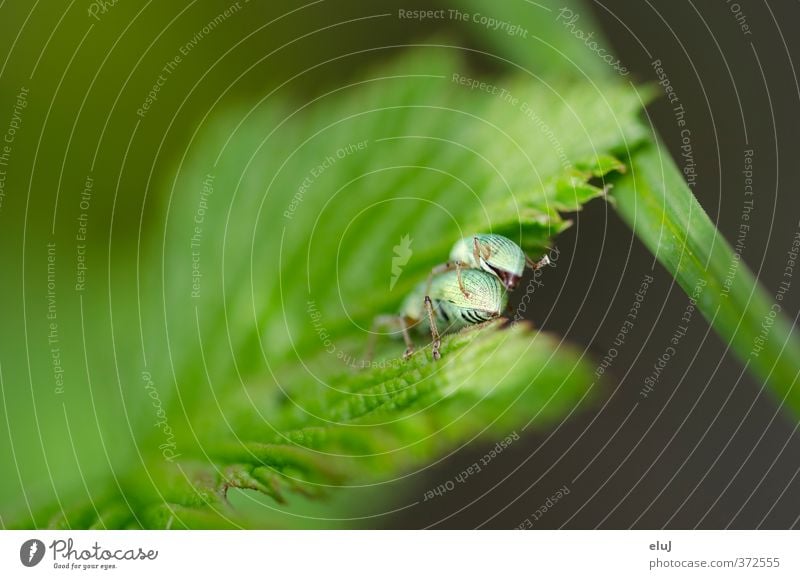 Zweisamkeit Natur Pflanze Tier Gras Blatt Käfer 2 Tierpaar krabbeln Sex natürlich grün schwarz türkis Farbfoto Außenaufnahme Nahaufnahme Detailaufnahme