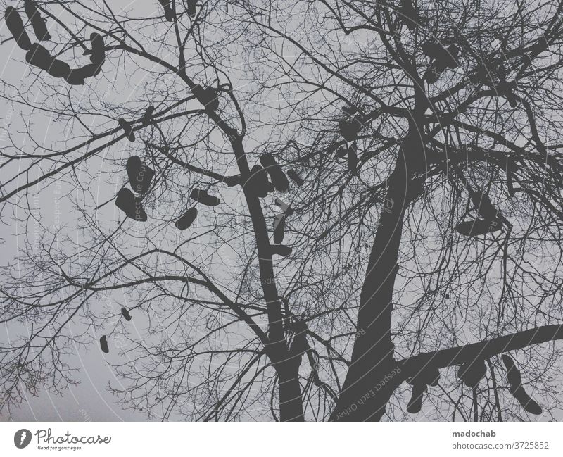 Fast Fashion Baum Schuhe Gegenlicht Zweige Himmel Zweige u. Äste Geäst Menschenleer Ast Außenaufnahme hängen Froschperspektive Herbst Natur herbstlich