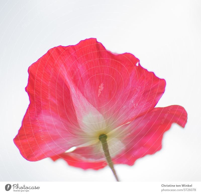 Mohntag... Seidenmohn / Klatschmohn / Papaver rhoeas. Blüte in pink rosa weiß. Blick von unten gegen den hellen Himmel. Mohnblüte Froschperspektive Sommer Blume