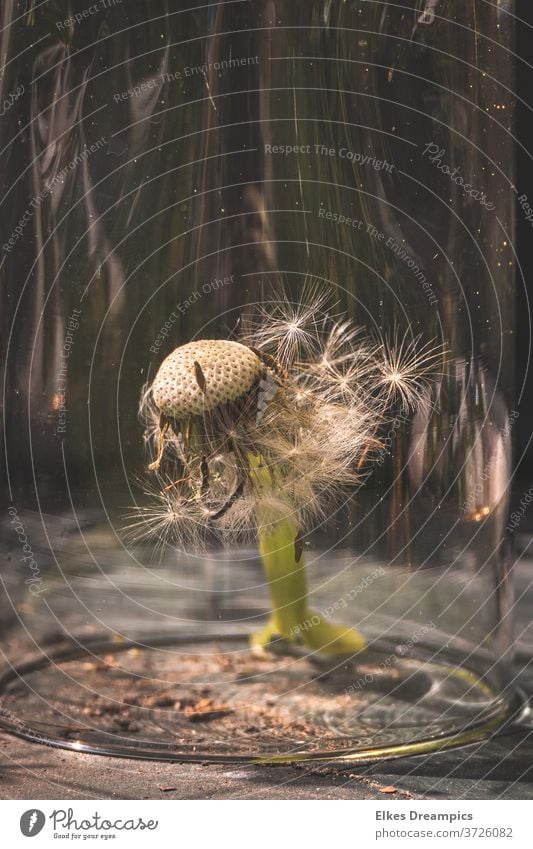 Pusteblume unter Glas durch glas verblüht löwenzahn natur