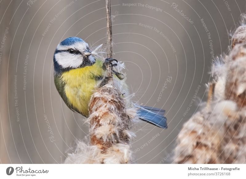 Blaumeise im Schilf Cyanistes caeruleus Vogel Meisen Kopf Tiergesicht Feder Auge Schnabel gefiedert Krallen Flügel Wildtier Rohrkolben Schilfrohr Zweige u. Äste