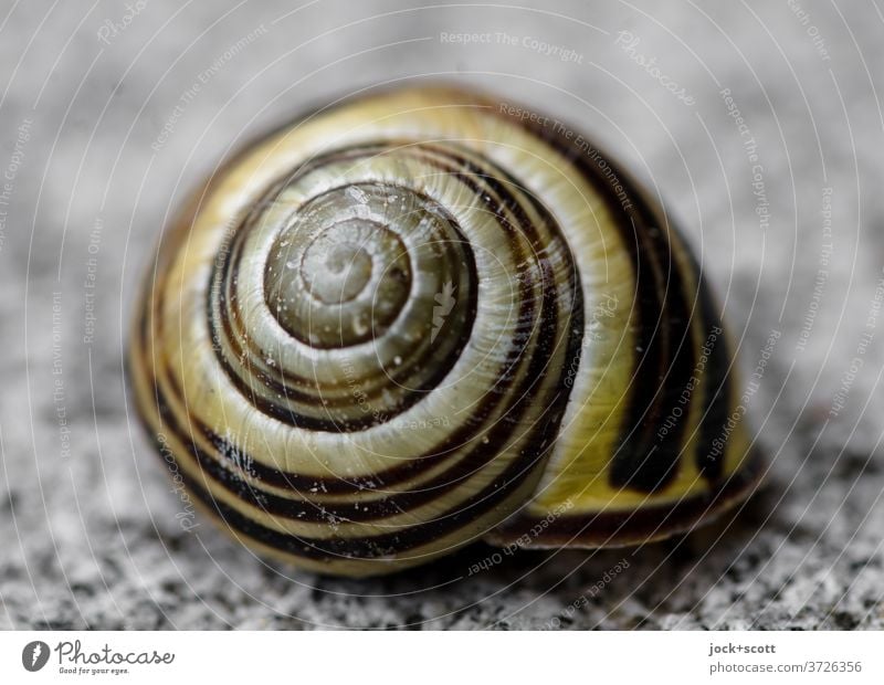 ein Schneckenhaus verlassen Schutz Strukturen & Formen Spirale Makroaufnahme Tier rund Symmetrie Hülle Unbewohnt Symbole & Metaphern spiralförmig