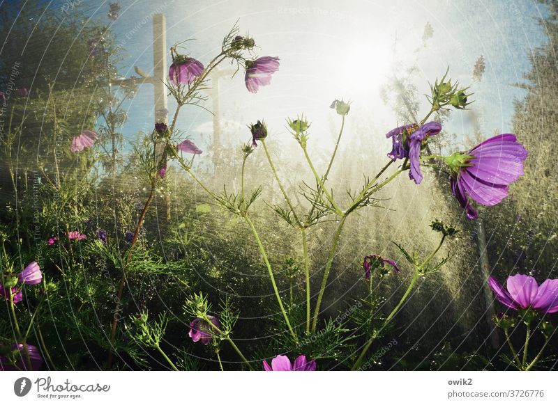 Nieselregen Cosmea Cosmeablüte leuchten nass Wasser Außenaufnahme Idylle Sträucher Wassertropfen Menschenleer hell Sonnenlicht Pflanze Tag Schönes Wetter gießen