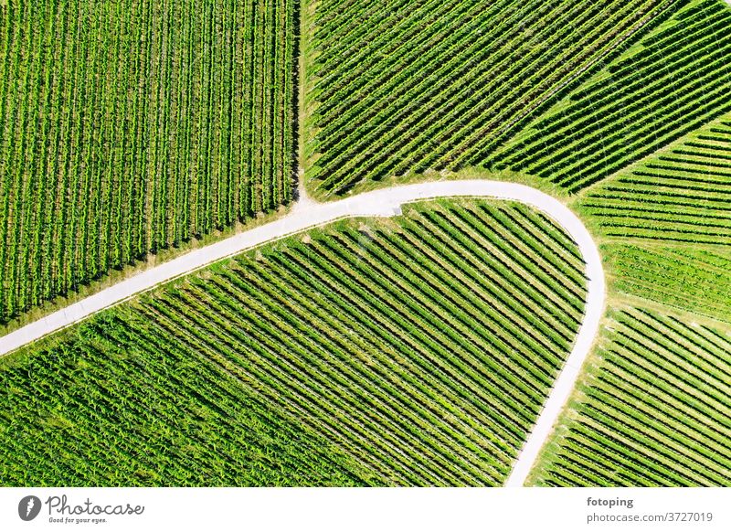 Weinberg von oben Draufsicht Bild Luftbild Drohne Drohnen Bilder Luftaufnahme Vogelperspektive grün Weinbau Reben Landwirtschaft fotoping abstrakt grüner