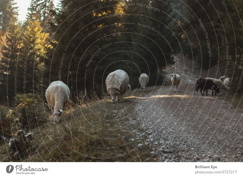 weidende Schafe neben der Schotterstraße Ackerbau Tier Herbst Balkan schön Grashalme Rind Landschaft heimisch essen Umwelt Mutterschaf Landwirtschaft Feld Wald