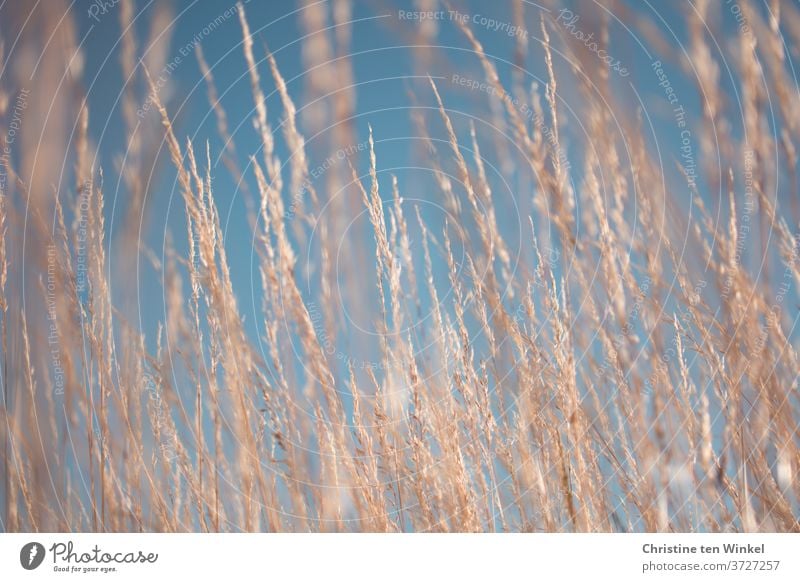 trockene Gräser im Sonnenlicht vor leuchtend blauem Sommerhimmel himmelblau Himmel Gras Nahaufnahme Schwache Tiefenschärfe schönes Wetter Unschärfe Pflanze