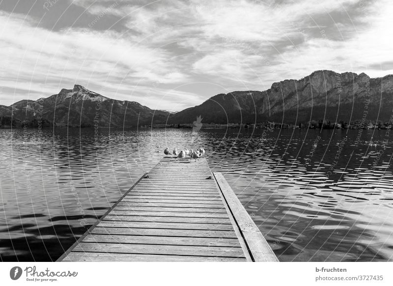 Vögel auf einem Holzsteg, Bergkulisse See Wasservögel Vogel Wasservogel Tier Außenaufnahme Mondsee Österreich Berge Salzkammergut Schwarzweißfoto Steg warten