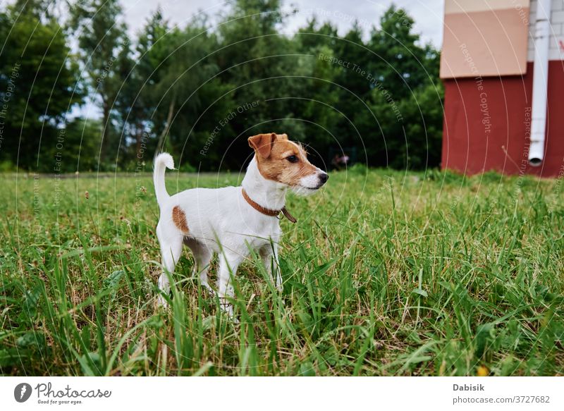 Hund auf der Wiese an einem Sommertag. Jack Russel Terrier Welpe Porträt niedlich Glück Haustier bezaubernd braun Gesicht züchten heimisch Gras Park spielen