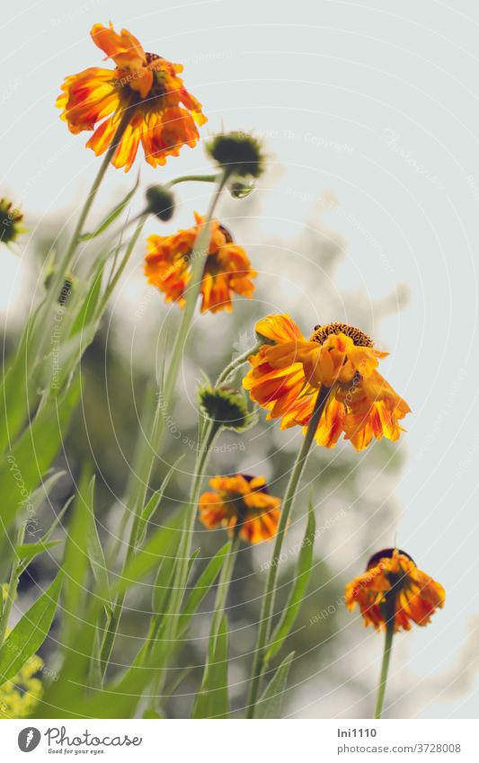 Sonnenbraut gelb orange Helenium Staude Garten Schnittblume Sommer von unten grauer Himmel leuchten Staudenbeet grün