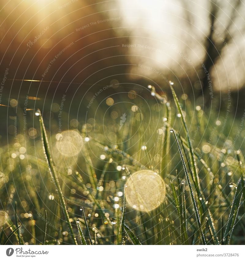 Vlies Wiese Gras nass Wassertropfen glitzernd geheimnisvoll leuchtend Detailaufnahme grün Natur Farbfoto Makroaufnahme Menschenleer Nahaufnahme Außenaufnahme