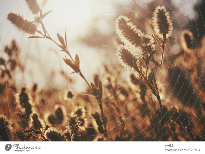 Feldstudie Sträucher Sonne Sommer Pflanze Schönes Wetter Umwelt Natur Landschaft Gras leuchten Licht Schatten Kontrast Sonnenlicht Gegenlicht Idylle hell Totale