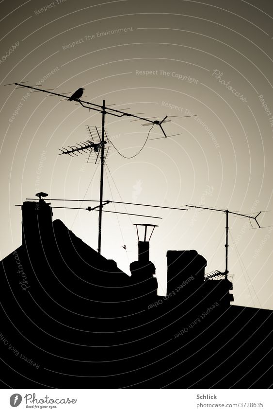 Rabenvogel sitzt auf Antenne über Dächern im Gegenlicht Krähe Dach Silhouette morgen Himmel sitzen Überblick hoch Landschaft Schornsteine kontrastreich Vogel