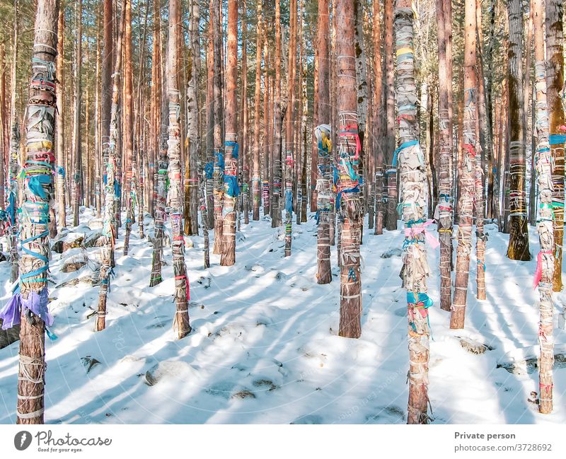 Winterwald mit Schnee bedeckt, farbige Bänder werden an Baumstämme gebunden, heilige Ritualbänder als Opfer für Geister, Buddhismus Wald Bäume kalt Klebeband