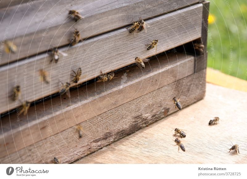 bienenanflug am bienenstock honigbienen bienenvolk nisthöhle imkern ankommen blütenstaub pollen höschen beute holz bienenstand imkerei natur tiere tierschutz