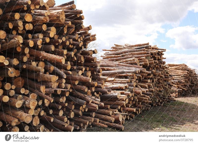 Seitenansicht von Nutzholz, Kiefernstämme nach Kahlschlag. unkontrollierte Abholzung. selektive Fokussierung. Baum Entwaldung Wald Baumstämme geschnitten