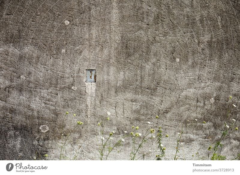 Alte Mauer und zartes Grün hoch Putz alt Öffnung Wand Blumen Blüten grau grün weiß Menschenleer Spuren