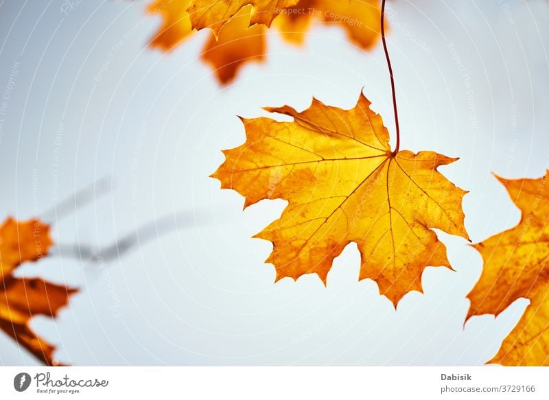 Ahornherbstblätter mit Himmel. Herbstlicher Hintergrund Blätter Blatt orange im Freien Baum Natur Laubwerk Wald fallen schön Saison hell gelb Farbe golden